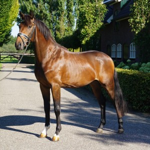 Innocento: Charmeur x Royal Dance(verkocht)